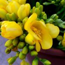 후리지아 이미지