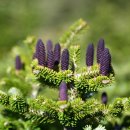 나무가 들려주는 환경이야기 이미지