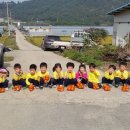 효동농장 Daum카페
