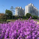 금호강영천 이미지