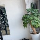 디와이짐 PT 안산점 이미지