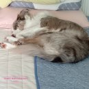 팔자좋은강아지 이미지