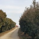 매화농원 이미지