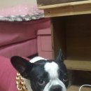 피오나 Daum카페