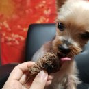 까까앤독 이미지