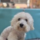 멍블리 펫 이미지