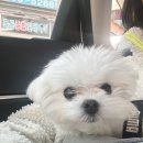 부천 실내애견카페 멍스냅 상주견이 있는 애견카페 이용 후기