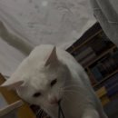 봉숭아물물들이다 | 대학생활보고서