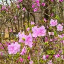 진달래약수터 이미지