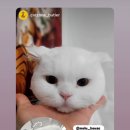 고양이 무마취 미용전문 이미지