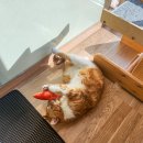 캣살롱코코 이미지