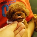 낼름&애견샵 이미지