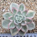 ■특가■ 엘리자베스 이미지