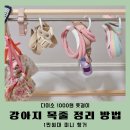 거울보는 강아지 | 강아지 목줄 하네스 정리 방법 다이소 추천템