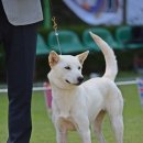 2024.09.28한국진도견협회(충주) 이미지