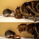 톰과제리 이미지