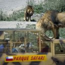 사자와 가까이 할 수 있는 칠레 Parque Safari 이미지