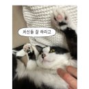 길냥이 입양한 좀비딸 작가 근황 이미지