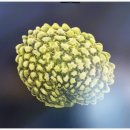 백두대간 자생씨앗 아름다움에 반하다 이미지