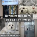 울산에스동물메디컬센터 | 울산 에스동물메디컬센터 24시 대형동물병원 강아지 패혈증 수술 입원 면회후기 (+자궁축농증)