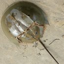 살아 있는 화석 투구게(Horseshoe crab)와 COVID-19 백신(vaccine) 개발 이미지