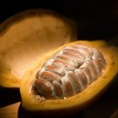 카카오(cacao) 이미지