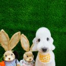 러브썸그루밍샵 이미지