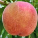 다미농원 이미지