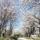 성호공원_식물원주변 | 안산식물원 주변 성호공원 전체 벗꽃만개