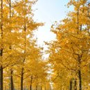 은행나무 이미지