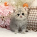 미오미오 고양이분양 이미지