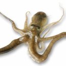 낙지힘낙지 이미지