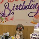 드도그카페 이미지