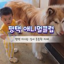 쓰담쓰담해줄개 | [경기 평택] &#34;애니멀클럽&#34; 아기랑 가볼만한 실내 동물원+놀이기구 (카페도 같이 있어요)
