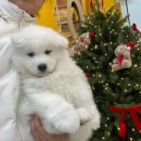 나라애견 본점 이미지