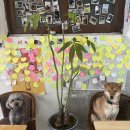개딸린여자의 숙명