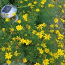 아마란스 이미지