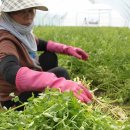 청정미나리영농조합법인 이미지