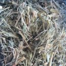 천마 와송 앵두 복분자 머위뿌리 충영 익모초 이미지