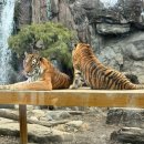 용인 에버랜드 사파리 로스트밸리 동물친구들 보고 온 후기 &amp; 웨이팅없이 입장하는 꿀팁 공유