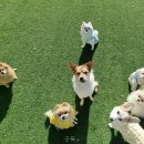 굿독 | 굿독+ 충청남도 애견유치원 다녀왔는데 와.. 정말 좋더라