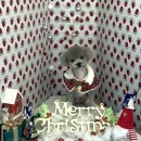 꾸니베어 이미지