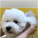 옐레드 애견유치원&애견호텔 대구신월성점 이미지