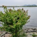 하단동1173 이미지