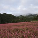 10월12일 수요일 영월붉은메밀꽃~청령포여행공지 이미지