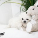 은평애견 이미지