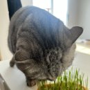 고양이집 | 고양이 캣닢 키우기 세트 후기｜집에서 쉽게 재배하기