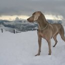 레드앤화이트독 이미지