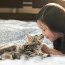 고양이 이미지