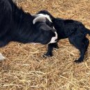 팔미농장 이미지